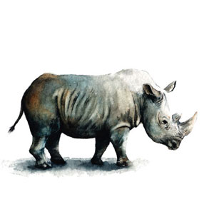 Nashorn, Illustrationen