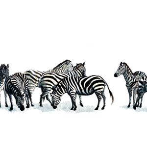 Zebra, Illustrationen