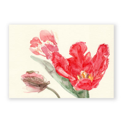 Tulpen, Aquarell-Grußkarten
