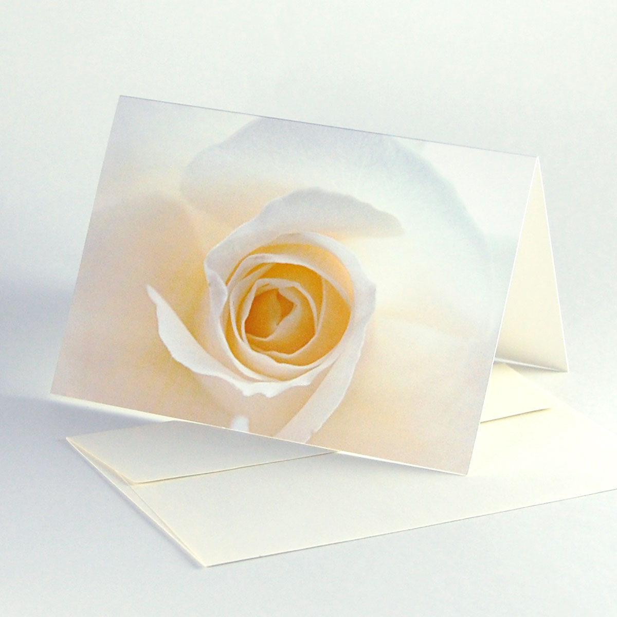 weiße Rose, Grußkarten auf edel schimmerndem Karton