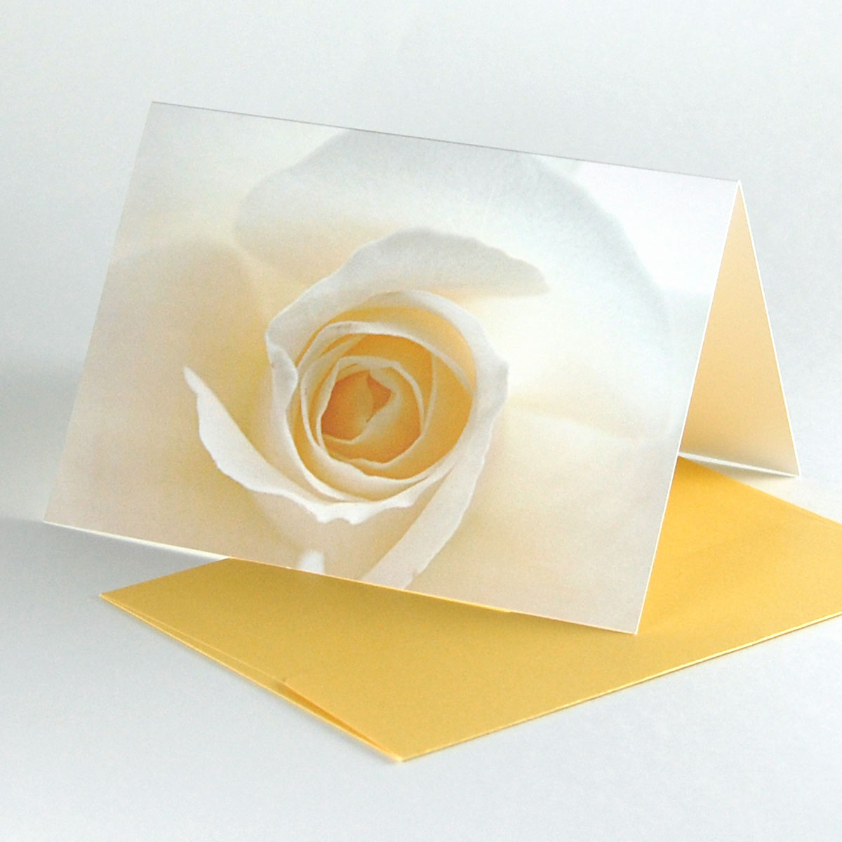 weiße Rose, Grußkarten mit edlen, hellgoldenen Umschlägen