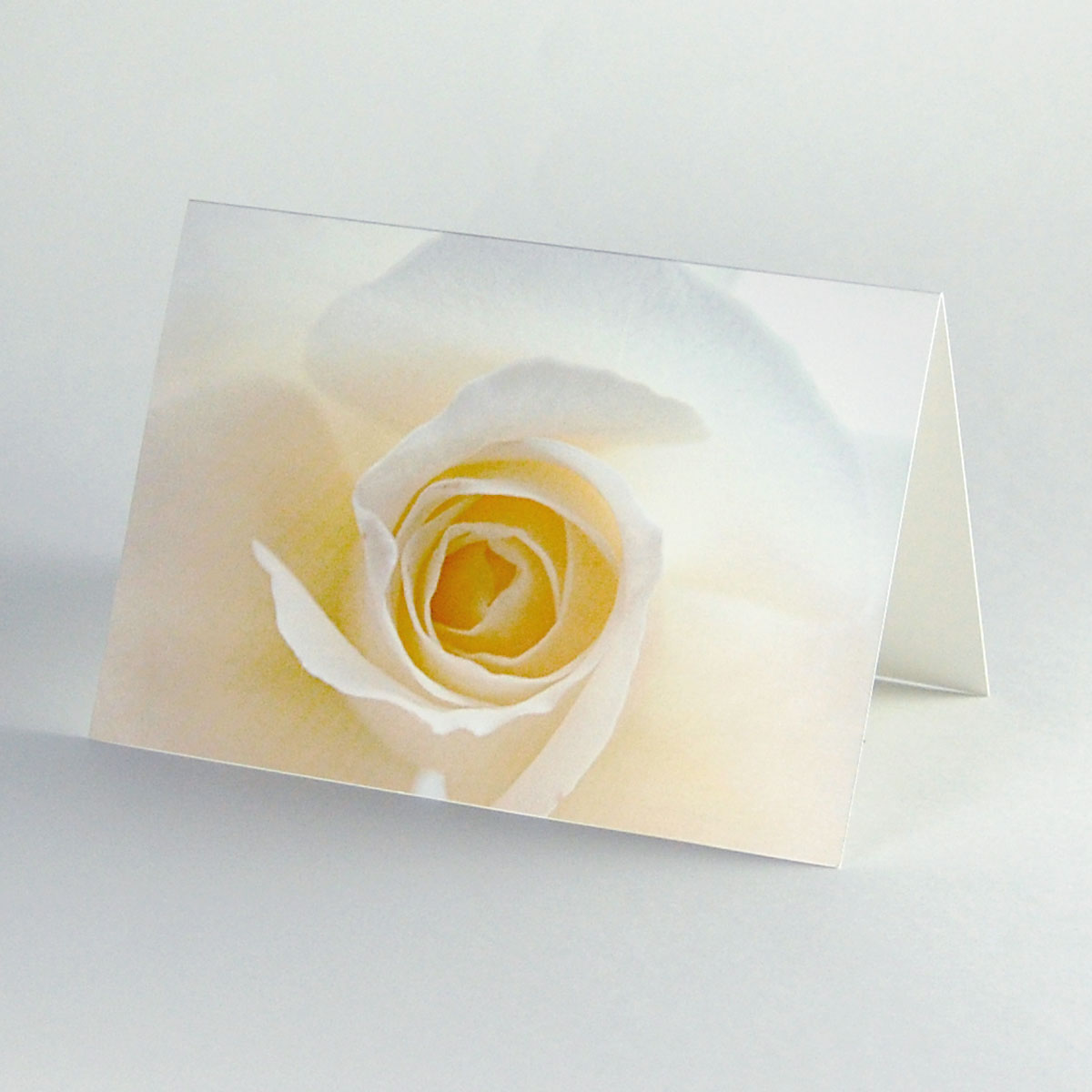 weiße Rose, Trauerkarten auf edel schimmerndem Karton