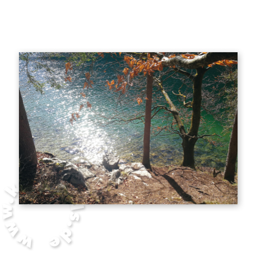 Bäume am See, Trauerkarten mit Foto