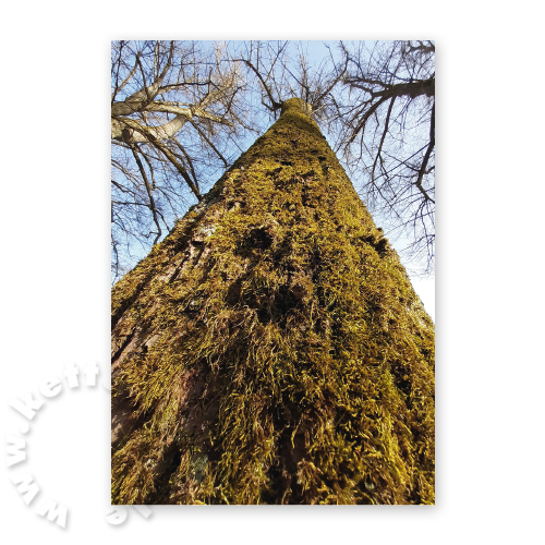 bemooster Baumstamm, Trauerkarten mit Foto