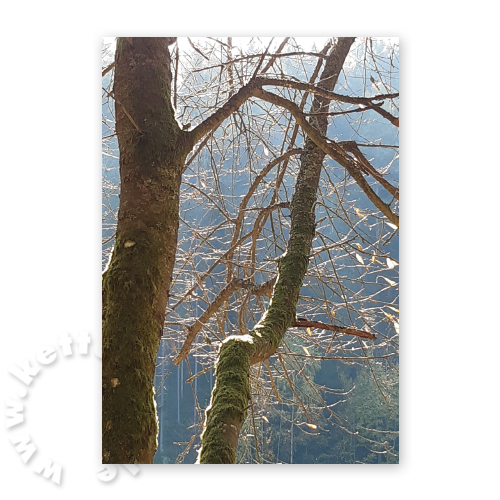 Bäume im Gegenlicht, Trauerkarten mit Foto