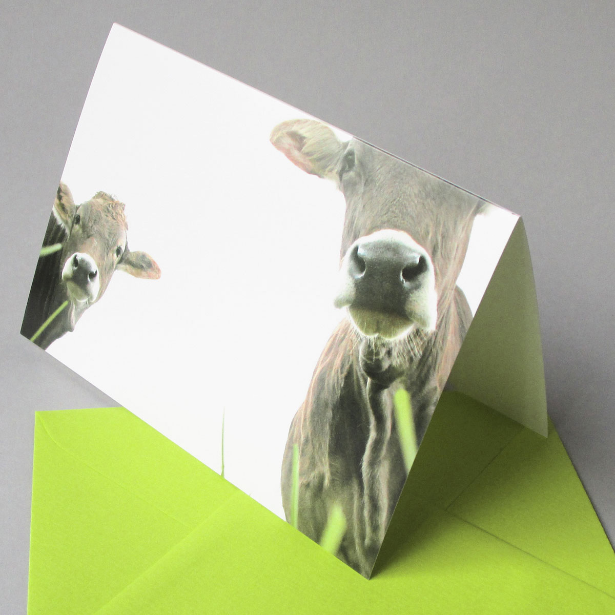 zwei alpenländische Kühe, witzige Glückwunschkarten mit farbigem Umschlag