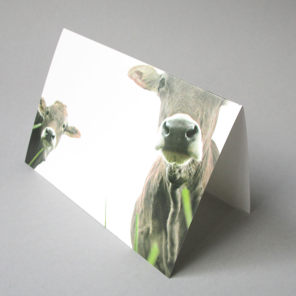 Zusammen, witzige Grußkarten mit dem Foto zweier Kühe