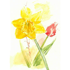Osterglocke und Tulpe, Aquarell