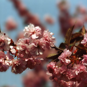 SAKURA - Japanische Kirschblüte, japanische Kalligrafie live