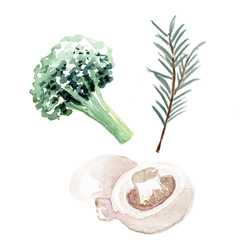 Rosmarin, Champignon, Broccoli, Illustration