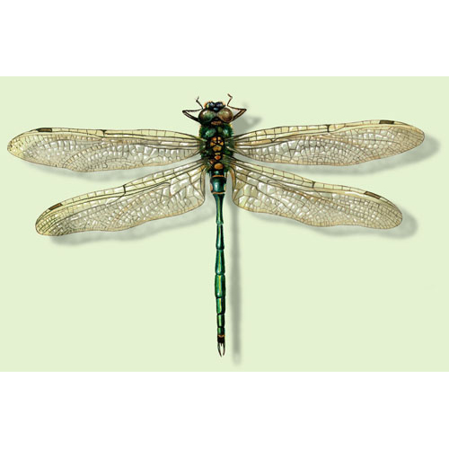 Libelle, räumliche Illustrationen