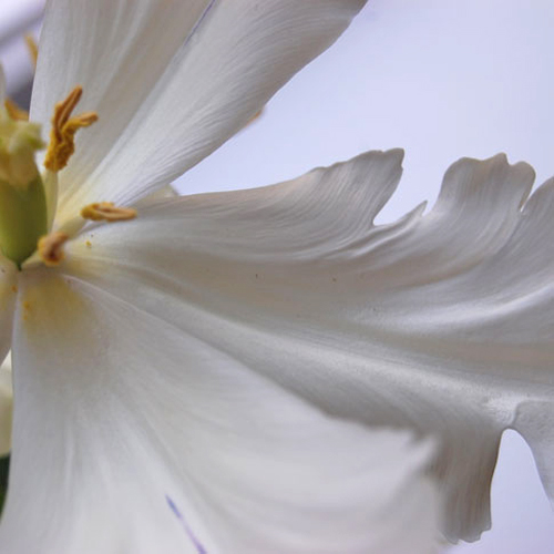 Blüte, digitale Fotografie