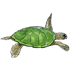 Tortuga Carey (Hawksbill Schildkröte), Natur-Illustrationen