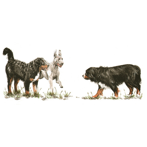 eine Zeichnung aus einem Buch über Körpersprache beim Hund, Illustrationen