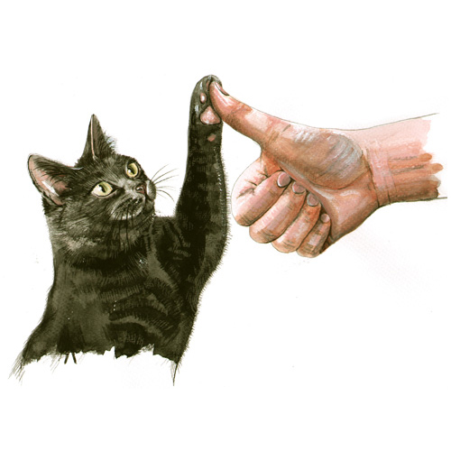 Clickertraining Katze, Tier-Illustrationen
