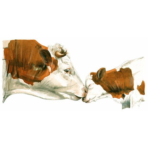 Mutterliebe im Kuhstall, Aquarell, Tier-Illustrationen