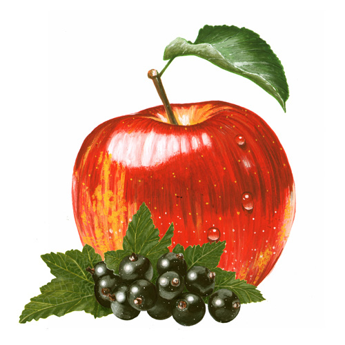 Apfel und schwarze Johannisbeeren, gesundes Obst f�r Getr�nke, Food-Illustrationen