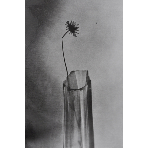 Fotogramme, Blume in einer Glasvase