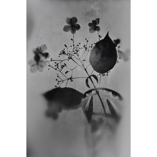 Fotogramm von Wildblumen in Glasvasen