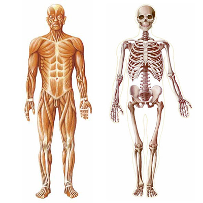 Skelett eines erwachsenen Menschen, medizinische Illustration in 3D