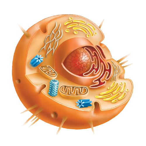 Zelle, anatomische Illustrationen