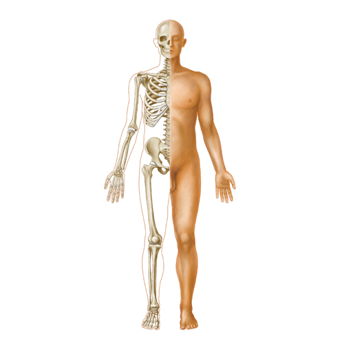 Anatomie des Menschen, medizinische Illustration