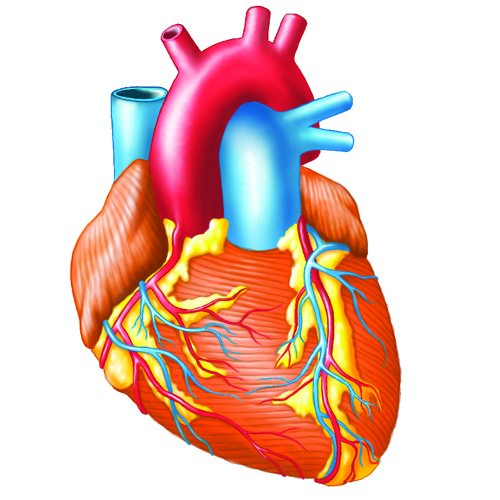 Herz, medizinische Illustrationen
