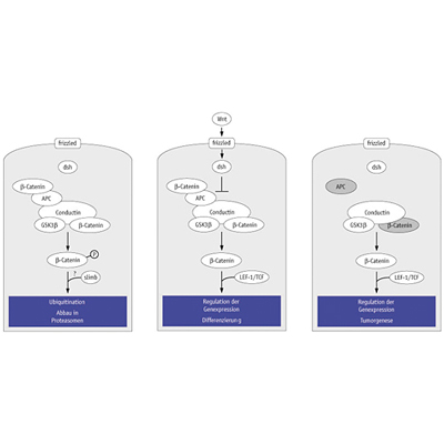 Schematische Darstellung von biochemischen Prozessen in Zellen, Vektorgrafik