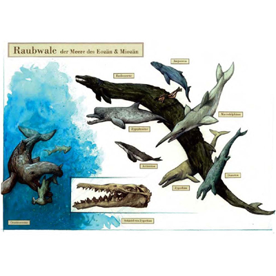 Raubwale der Urmeere, realistische Tierillustrationen