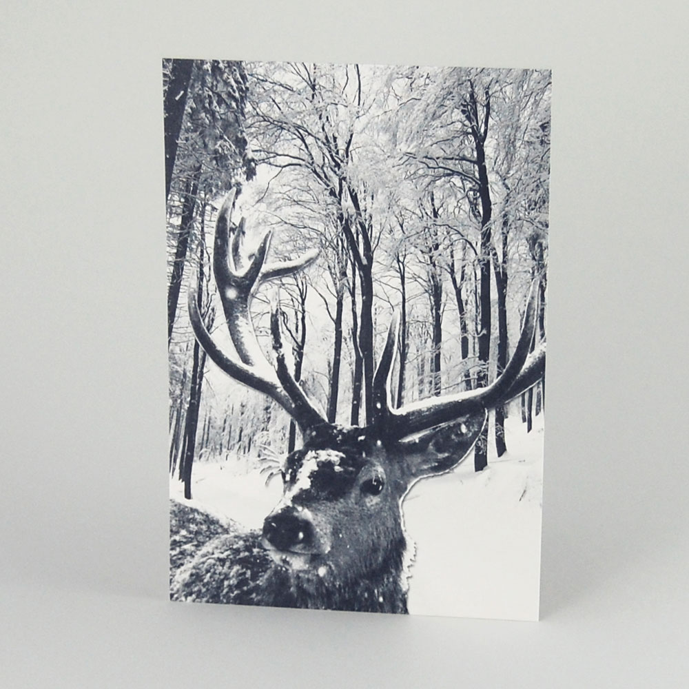 Winter im Wald, Weihnachtspostkarten mit Wildtieren