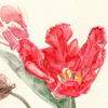 rote Tulpen, Osterkarten mit Frühlingsblumen