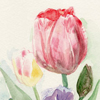 Tulpen, Hyazinthen, Stiefmütterchen, Grußkarten mit Frühlingsblumen