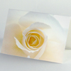 weiße Rose, stimmungsvolle Trauerpost mit wunderschönen Blumenfotos