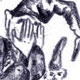 Schneewittchen, Illustrationen