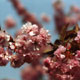 SAKURA - Japanische Kirschblüte