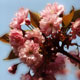 SAKURA - Japanische Kirschblüte