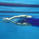 swimwoman, Sportfotografie