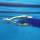 swimwoman