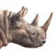 Nashorn, Illustration