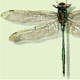 Libelle, Illustration