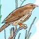 Cigua Palmera, der dominikanische Nationalvogel, Illustrationen