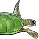 Wasserschildkröte, wissenschaftliche Illustrationen