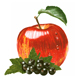 Apfel und schware Johannisbeeren, Illustration für eine österreichische Limonadenmarke