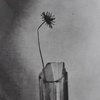 Fotogramme von Blumen in Glasvasen