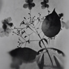 Fotogramme von Wildblumen in Glasvasen