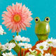 Frosch, Photographie