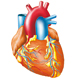 Herz, medizinische Illustration