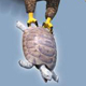 Folien-Ballon, Realistische Illustrationen